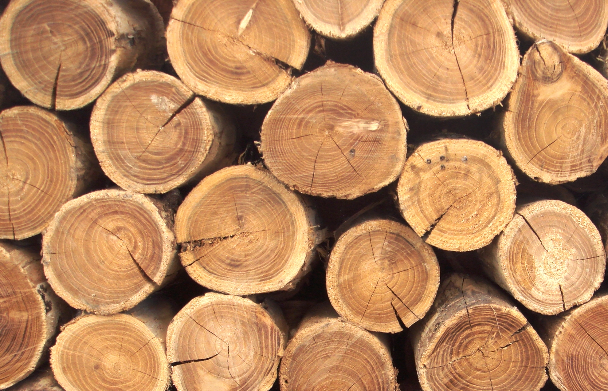 Текстура дерево бревна, скачать бесплатно, фото, download wood texture, background